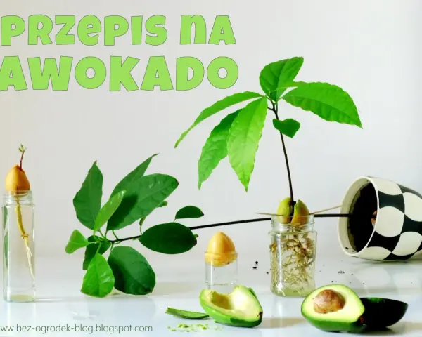 Zobacz, jak rośnie awokado w domu! Od pestki w wodzie do małej roślinki. Przepis na domowy ogródek.