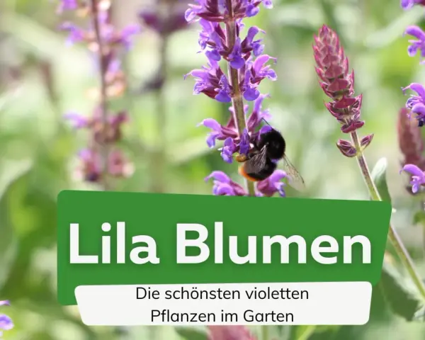 Ein Hummel besucht lila Pflanzen im Garten. Die schönen violetten Pflanzen blühen.