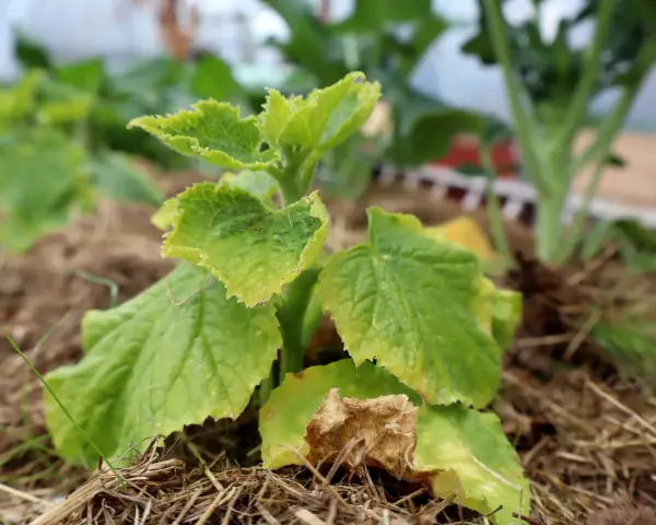En gurkplanta med gula blad och vissna delar, omgiven av halm.