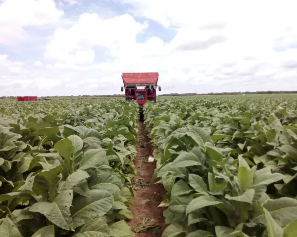 Un trattore rosso raccoglie foglie in un vasto campo per coltivare tabacco.