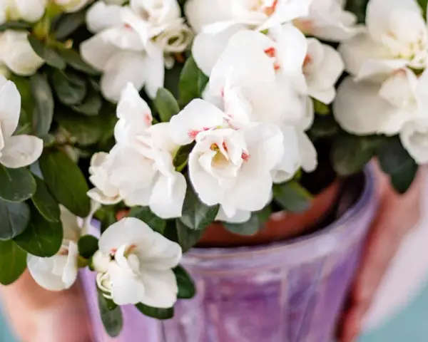 Close-up of a pot of white azaleas with pink centers, held by hands.
