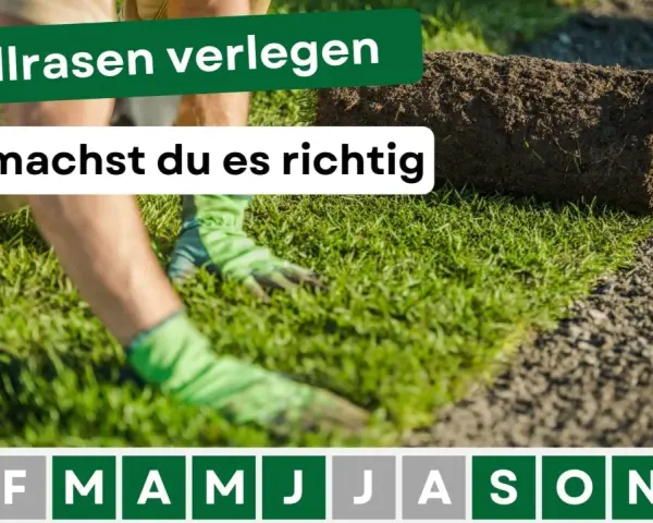 Rollrasen verlegen: Hände mit Handschuhen legen eine Rasenrolle auf vorbereiteten Boden. So machst du es richtig!