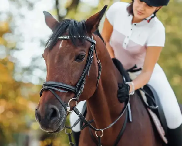 Une cavalière en tenue d'équitation, en plein **confiage cheval**, est assise sur un magnifique cheval brun. L'automne est présent avec des arbres aux couleurs chaudes en arrière-plan.