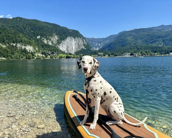 Ein Dalmatiner sitzt auf einem **Stand-up-Paddle mit Hund** am Ufer eines Bergsees.