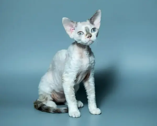 Uroczy devon rex z niebieskimi oczami i falowaną sierścią, siedzi na szarym tle. Cena tego kota może być wysoka.