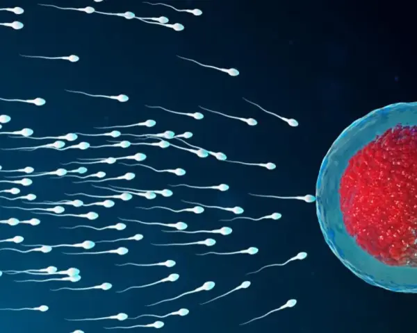 Wiele plemników dąży do komórki jajowej, symbolizując początek implantacji zarodka.