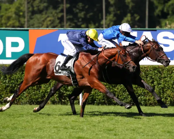 Course hippique : un jockey et son cheval en pleine action, le numéro 6 bien visible.
