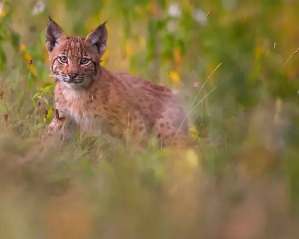 Un jeune lynx, aux yeux vifs, observe depuis l'herbe haute. C'est là où vit le lynx, dans ce paysage verdoyant.