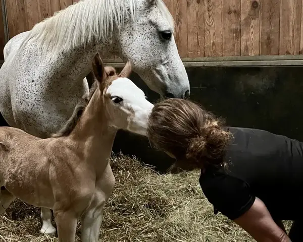 Un poulain, futur étalon poney français de selle, reçoit un tendre baiser de sa propriétaire.