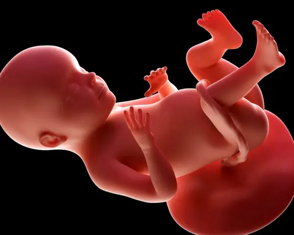 Płód w 28 tygodniu ciąży, z widocznymi dłońmi i stopami, rozwija się w łonie matki.