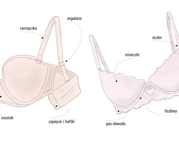 Ilustracja pokazuje budowę biustonosza, w tym miseczki, ramiączka i fiszbiny. Idealny rozmiar stanika d.