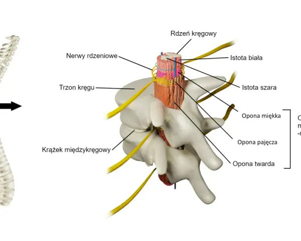 Przekrój przez kręgosłup pokazuje, jak wygląda rdzeń kręgowy otoczony oponami i nerwami, z widoczną istotą szarą i białą.