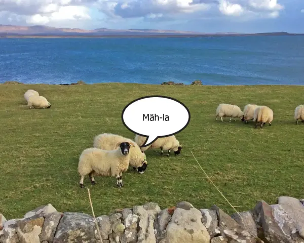 Schafe auf einer grünen Wiese am Meer. Eine Sprechblase über einem Schaf erklärt die "Islay Aussprache": "Mäh-la".