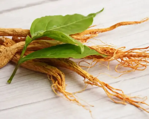 Racines de ginseng séchées avec des feuilles vertes. Découvrez comment consommer le ginseng pour ses bienfaits.