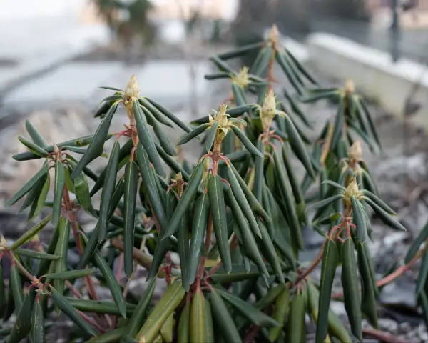 Rododendron z oklapniętymi liśćmi, czekający na wiosenne słońce.