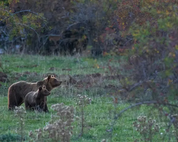 Orso marsicano con cucciolo in un prato verde, habitat naturale.