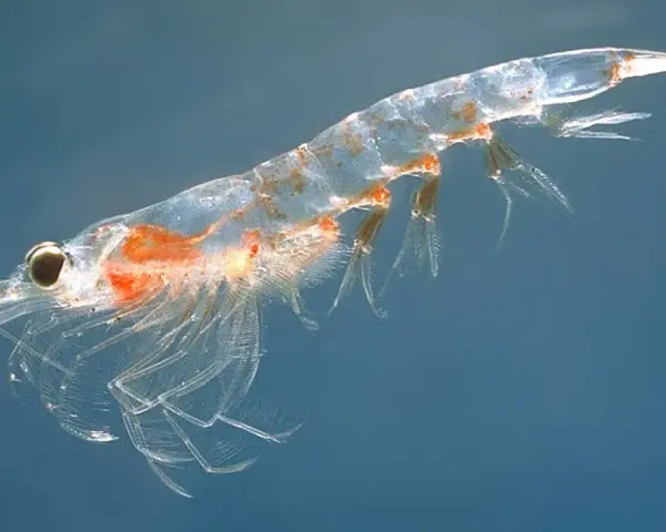 Un krill translúcido, uno de los animales marinos en peligro de extinción, nada en aguas azules.