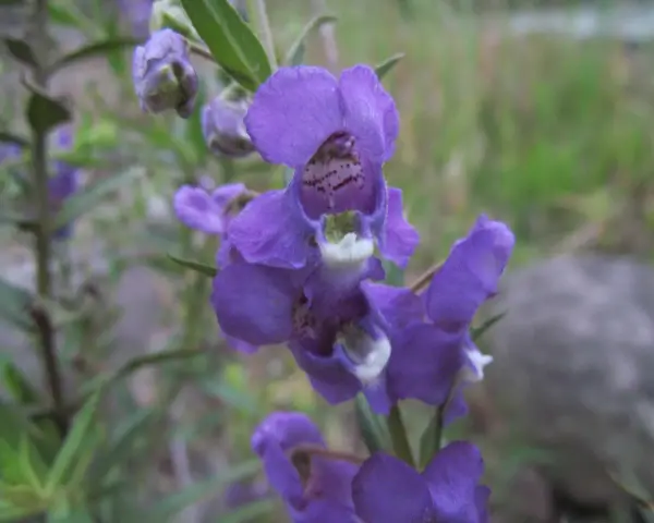 En klunga lila blommor av angelonia angustifolia, med gröna blad och en suddig bakgrund.