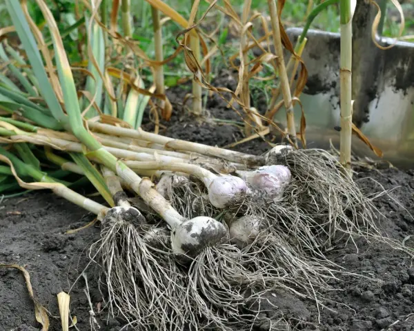 Frisch geernteter Knoblauch mit Wurzeln liegt auf dunkler Erde. Eine Schaufel ist im Hintergrund zu sehen, bereit für weitere Ernte.