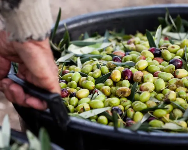 Mano che solleva un cesto pieno di olive fresche, pronte per la raccolta.