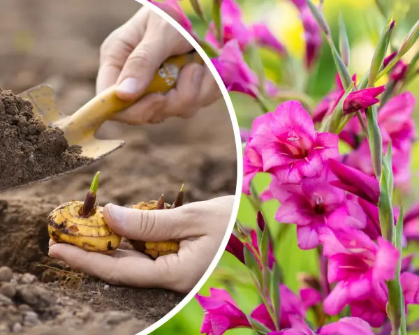 Sadzenie cebulek mieczyków, które zakwitną pięknymi, różowymi gladiole kwiaty.