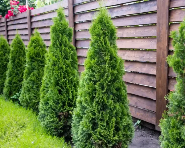 Rząd zielonych, stożkowatych tui tworzy naturalną barierę przy drewnianym płocie. Różne rodzaje tui mogą być sadzone obok siebie.