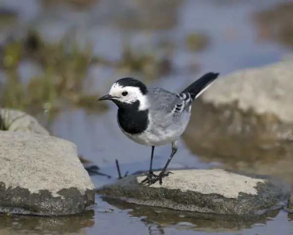 Una lavandera blanca, con su plumaje distintivo, se posa sobre una roca mojada junto a un arroyo.