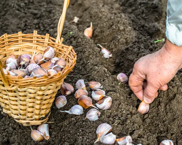 Mano che pianta spicchi d'aglio nel terreno. Ottimo momento per capire cosa piantare a dicembre e preparare il raccolto futuro.