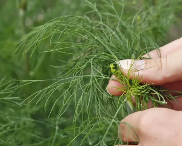 Hände ernten frischen Dill. Zarte grüne Zweige mit feinen Blättern werden vorsichtig gepflückt.