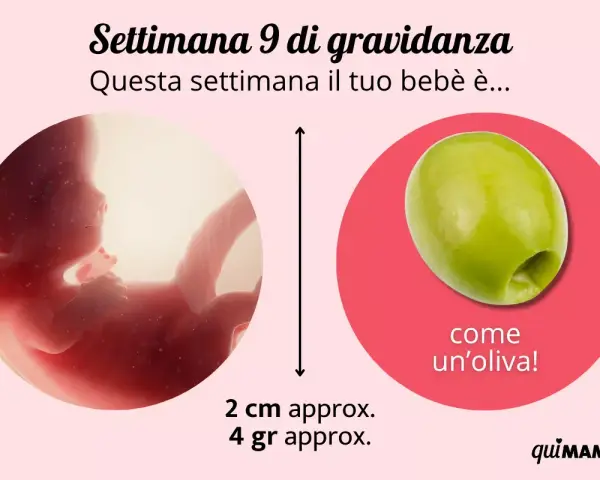 A 9 settimane di gravidanza, il feto è grande come un'oliva, circa 2 cm e 4 grammi.