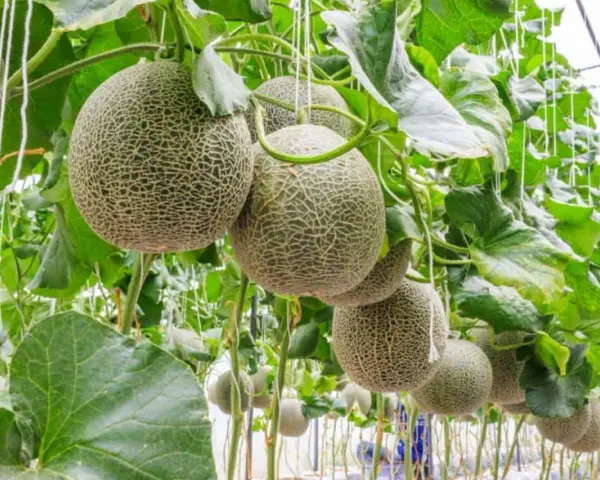 Meloni maturi appesi a una pianta in serra, con le loro reti distintive visibili.