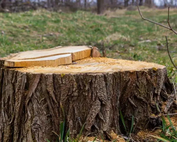 Jaką grubość drzewa można wyciąć bez zezwolenia? Sprawdź limity.