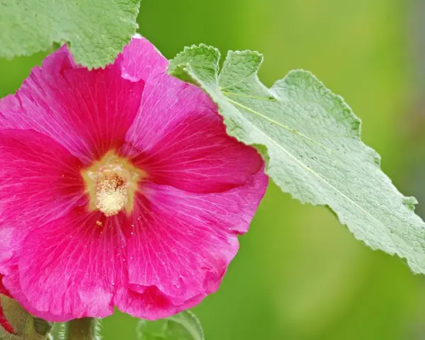 Eine leuchtend pinke Stockrose blüht, umgeben von grünen Blättern. Der ideale stockrosen standort ist sonnig und geschützt.