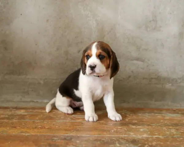 Jak wytresować beagle, aby uniknąć problemów w przyszłości