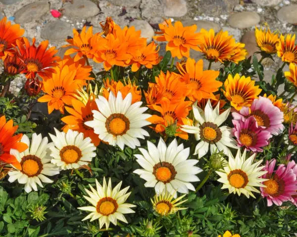 Bunte Gazanien, die viel Sonne vertragen, leuchten in Orange, Weiß und Rosa.