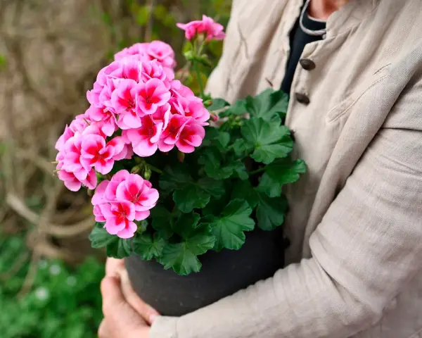En person håller en kruka med rosa pelargoner. Kanske är det en av de vackraste i årets pelargon lista.