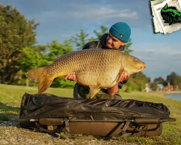 Glücklicher Angler präsentiert stolz einen riesigen Karpfen am Schwerborner See.