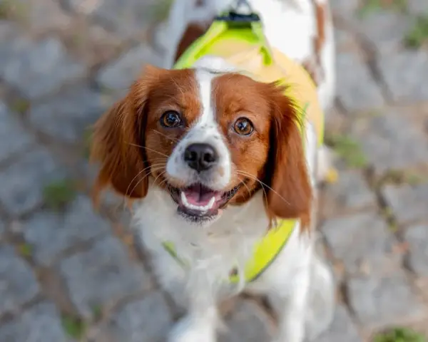 Spaniel włosy czy sierść - poznaj kluczowe różnice w pielęgnacji