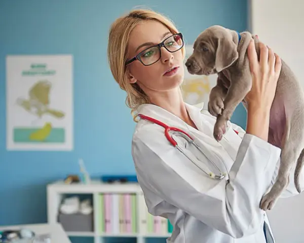 Kiedy pierwsza wizyta u weterynarza z psem, aby uniknąć problemów zdrowotnych