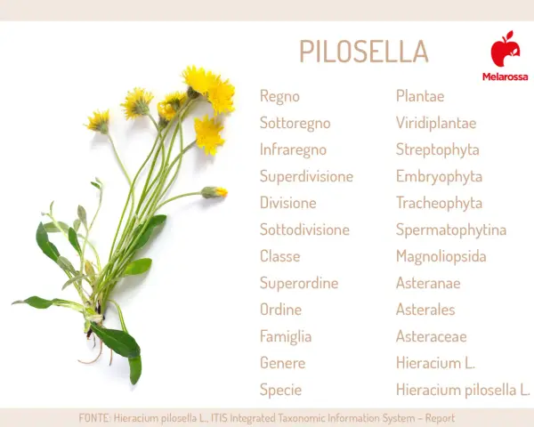 Pilosella: un fiore giallo con dettagli sulla sua classificazione botanica. Scopri a cosa serve questa pianta.
