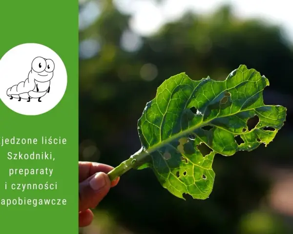 Zielone liście z dziurami, świadectwo żerowania szkodników. Na zielonym tle rysunek gąsienicy i tekst o szkodnikach.