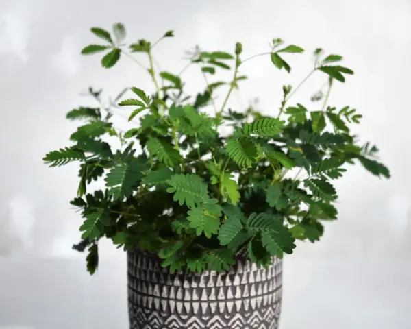 Roślina mimosa pudica w ozdobnej doniczce, z liśćmi reagującymi na dotyk.
