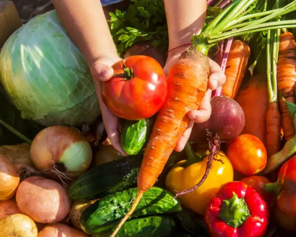 Cesto pieno di verdure di stagione di maggio: pomodori, carote, cavoli, cipolle, patate, peperoni, cetrioli e fagiolini.