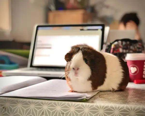 Urocza, domowa świnka morska siedzi na zeszycie obok laptopa, jakby pomagała w nauce.