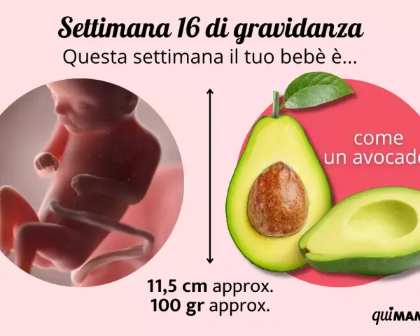 Il tuo bebè ha 16 settimane, circa 4 mesi di gravidanza, e misura come un avocado.