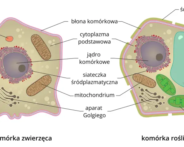 Czym różni się komórka roślinna od zwierzęcej? Kluczowe różnice i znaczenie