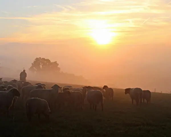 Pasterz prowadzi stado owiec przez mglisty poranek, słońce wschodzi, tworząc ciepłą, złotą poświatę, jak w psalm 72.