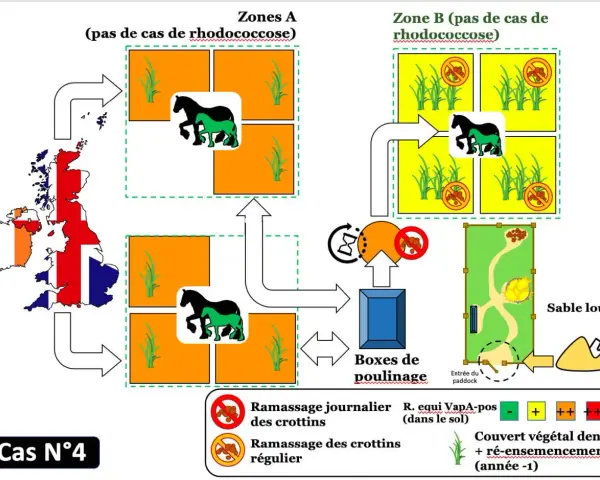 Schéma illustrant la gestion des zones A et B pour prévenir la rhodococcose chez un poulain.