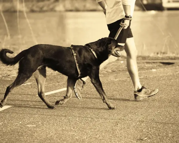 Un homme et son chien courent ensemble sur un chemin. Le chien, noir et portant un harnais, trotte joyeusement à côté de son maître.