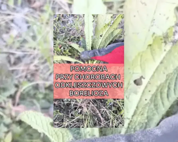 Na boreliozę jaki lek - skuteczne terapie i ich bezpieczeństwo